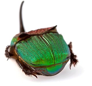 Rainbow Scarab (Scarabaeidae, Phanaeus vindex) photo