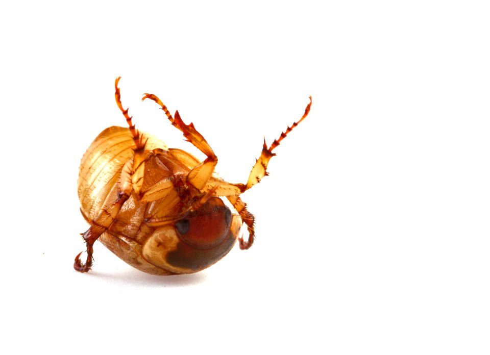 Scarab tries to flip itself over (Coleoptera, Scarabaeidae)