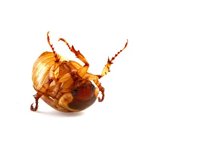 Scarab tries to flip itself over (Coleoptera, Scarabaeidae) photo