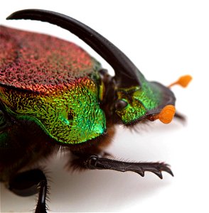 Rainbow Scarab (Scarabaeidae, Phanaeus vindex) photo