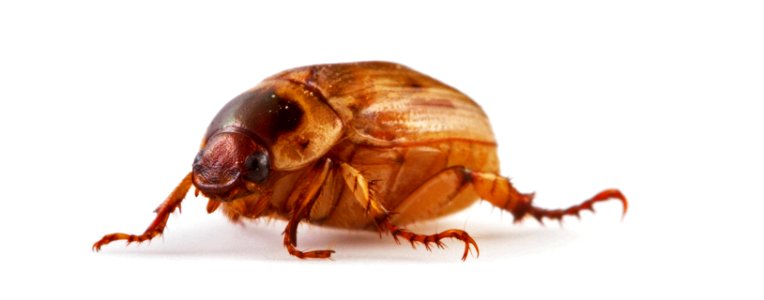 Scarab (Coleoptera, Scarabaeidae) photo