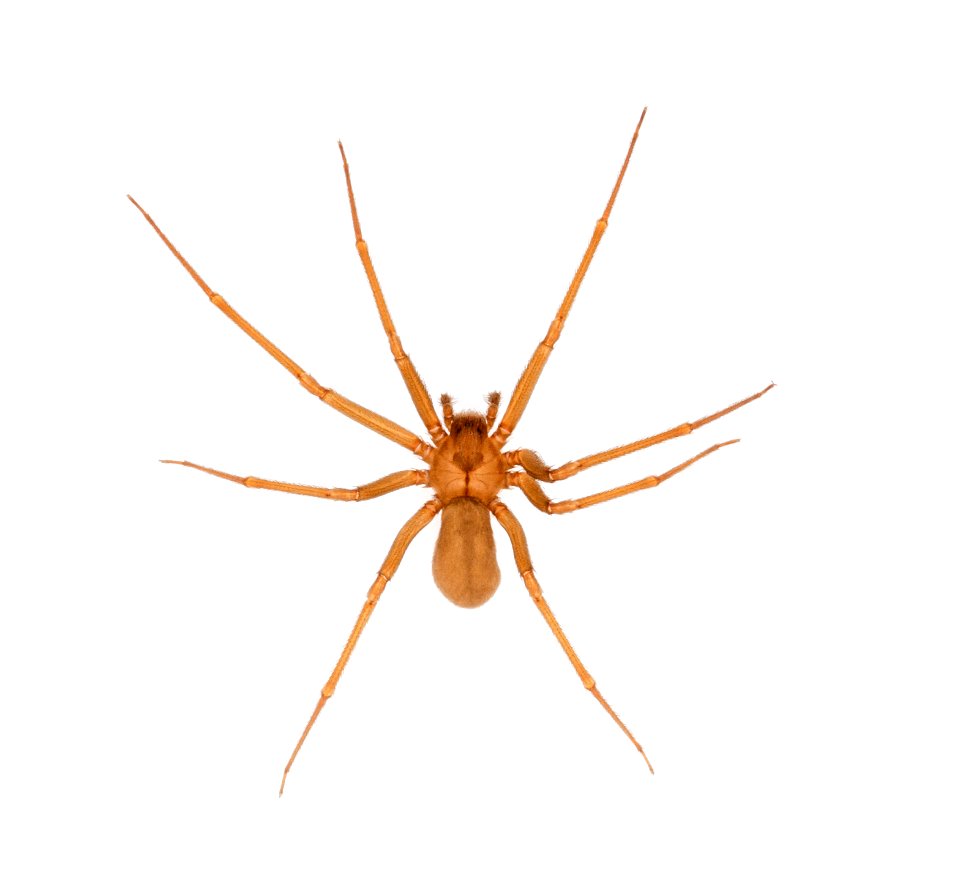 Loxosceles reclusa - brown recluse