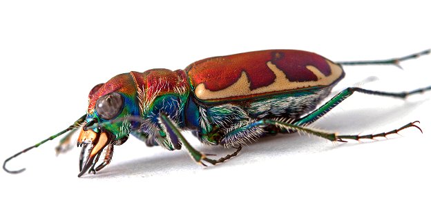 Big Sand Tiger Beetle (Carabidae, Cicindela formosa) photo