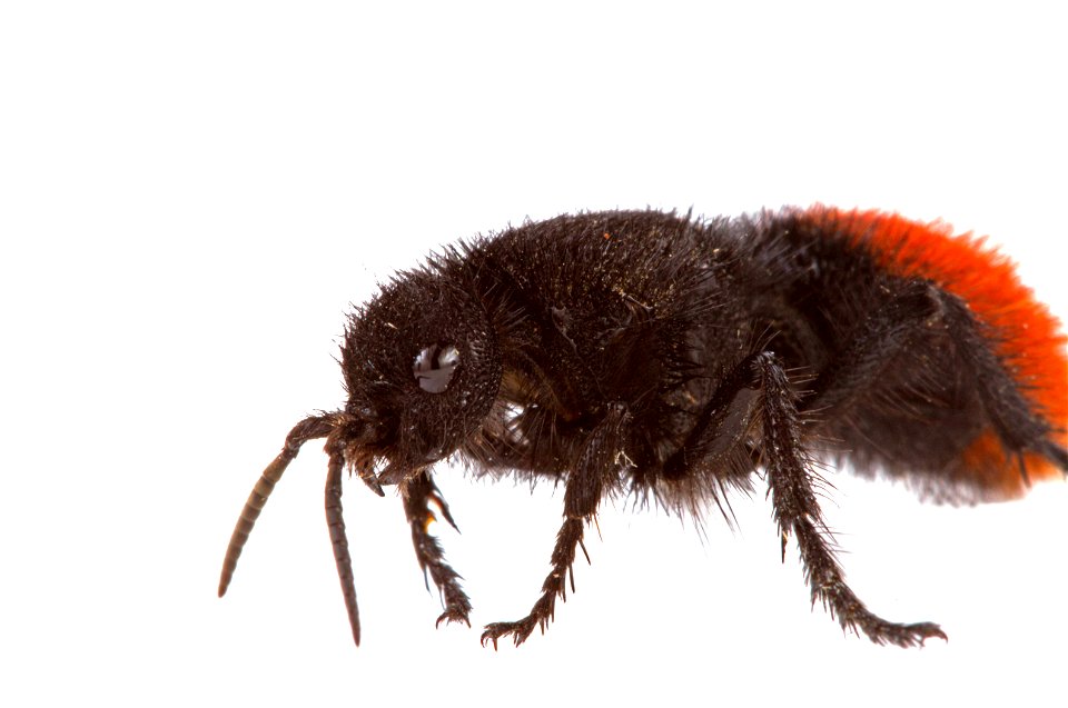 Velvet ant (Mutillidae)