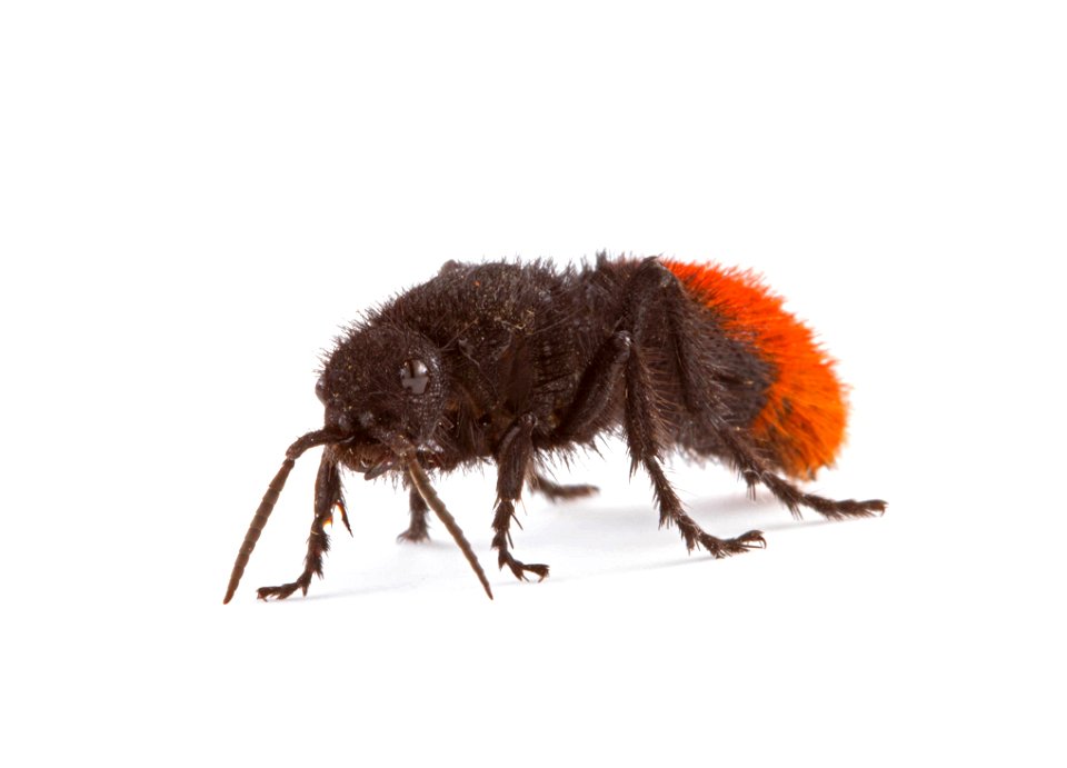 Velvet ant (Mutillidae)