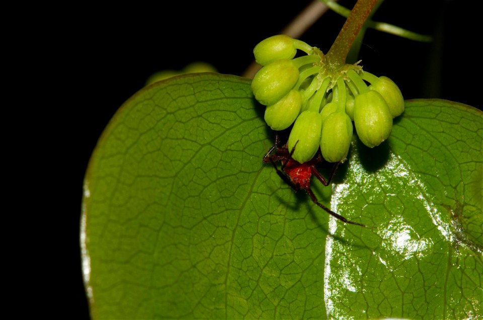 Heteroptera nymph hides under leaf