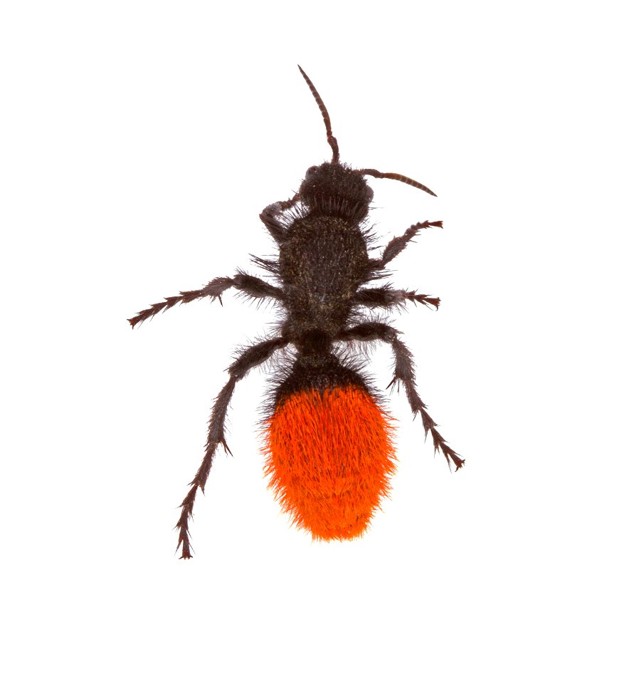 Velvet ant (Mutillidae) photo