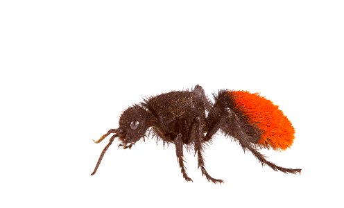 Velvet ant (Mutillidae) photo