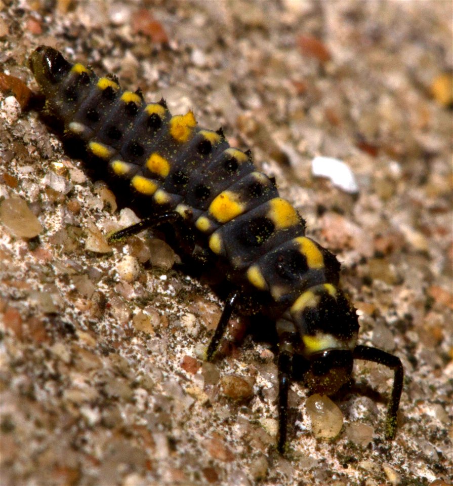 Ladybird beetle larva (Coleoptera, Coccinellidae) photo