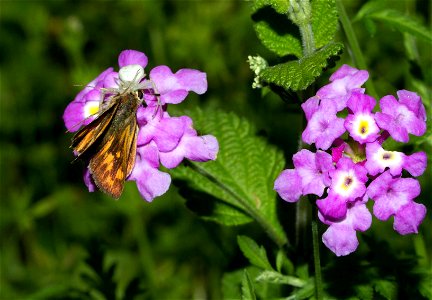 Unlucky butterfly (Lepidoptera) falls to crab spider (Araneae, Thomisidae) photo