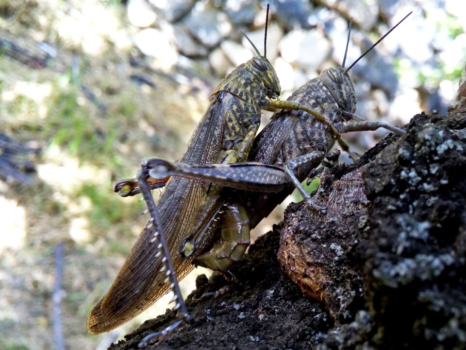 Insects mating insect intercourse nature