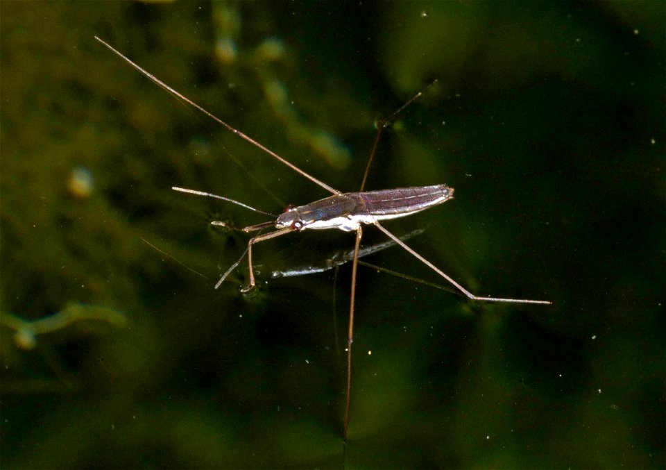 Water strider (Heteroptera; Gerridae)