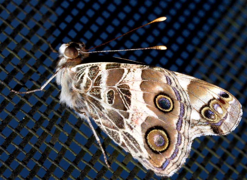 Butterfly on net (Lepidoptera)