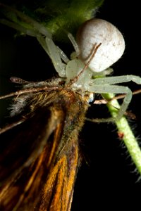 Unlucky butterfly (Lepidoptera) falls to crab spider (Araneae, Thomisidae) photo