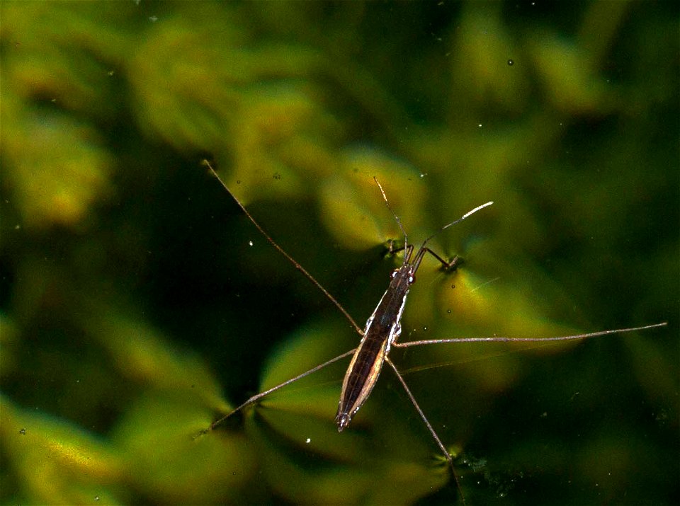Water strider (Heteroptera; Gerridae)