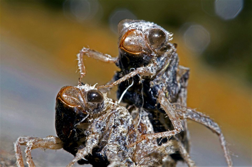 Exuviae of Odonates on side of fish tank (Odonata)
