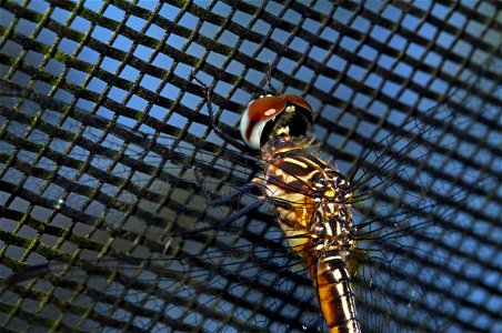 Female skimmer clinging to netting (Odonata, Libellulidae) photo