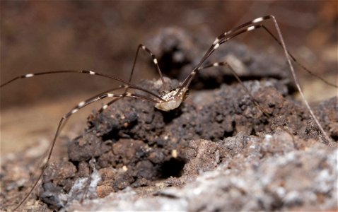 Harvestman (Arachnida, Opiliones) photo