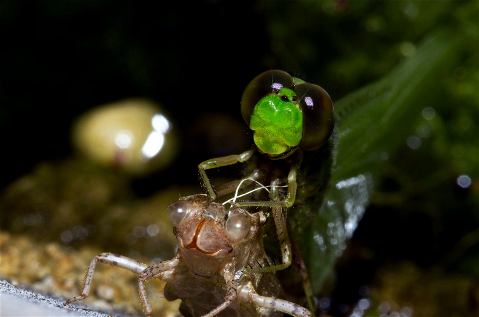 Emerging dragonfly (Odonata, Anisoptera)