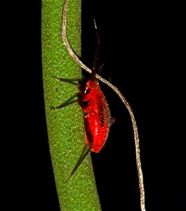 Heteroptera nymph runs into vine