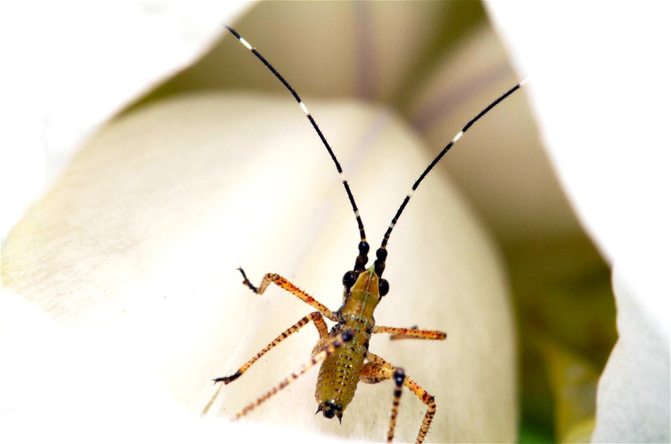 Katydid nymph inside a flower (Orthoptera, Tettigonidae)