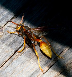 Paper wasp (Polistinae, Mischocyttarus flavitarsis) photo