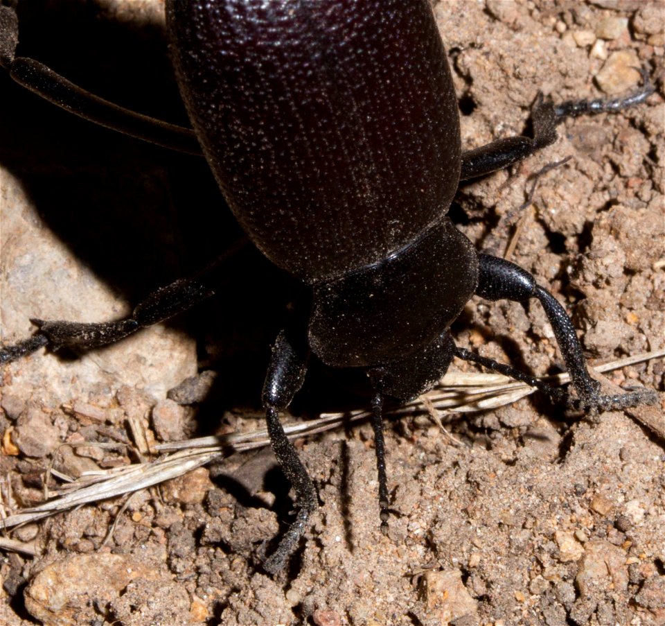 Pinacate beetle performing characteristic headstand to ward of predators (Tenebrionidae, Eleodes sp.)