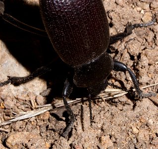 Pinacate beetle performing characteristic headstand to ward of predators (Tenebrionidae, Eleodes sp.) photo