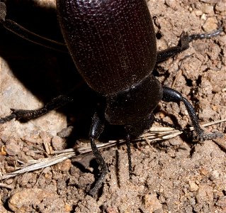 Pinacate beetle performing characteristic headstand to ward of predators (Tenebrionidae, Eleodes sp.)