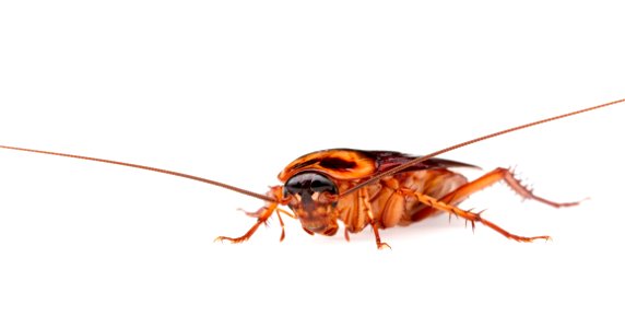 American cockroach - Periplaneta americana photo