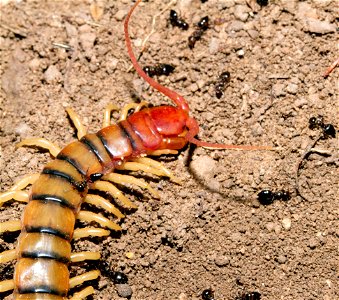 Common Desert Centipede (Scolopendra polymorpha) being attacked by defensive acrobat ants (Crematogaster sp.) photo