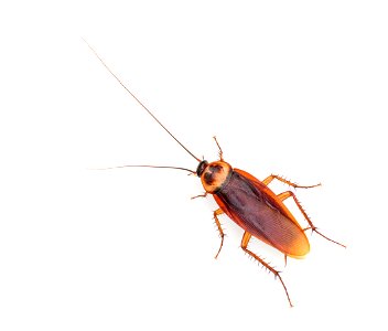 Periplaneta americana - American cockroach photo