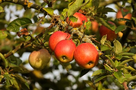 Ripe depend apple tree photo