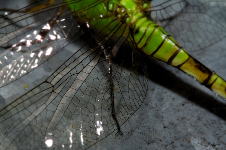 Wings of Eastern Pondhawk (Erythemis simplicicollis, Libellulidae)