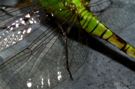 Wings of Eastern Pondhawk (Erythemis simplicicollis, Libellulidae) photo