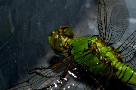 Eastern Pondhawk (Erythemis simplicicollis, Libellulidae) photo