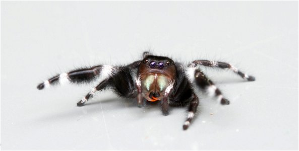 Bold jumping spider (Phidippus audax) photo