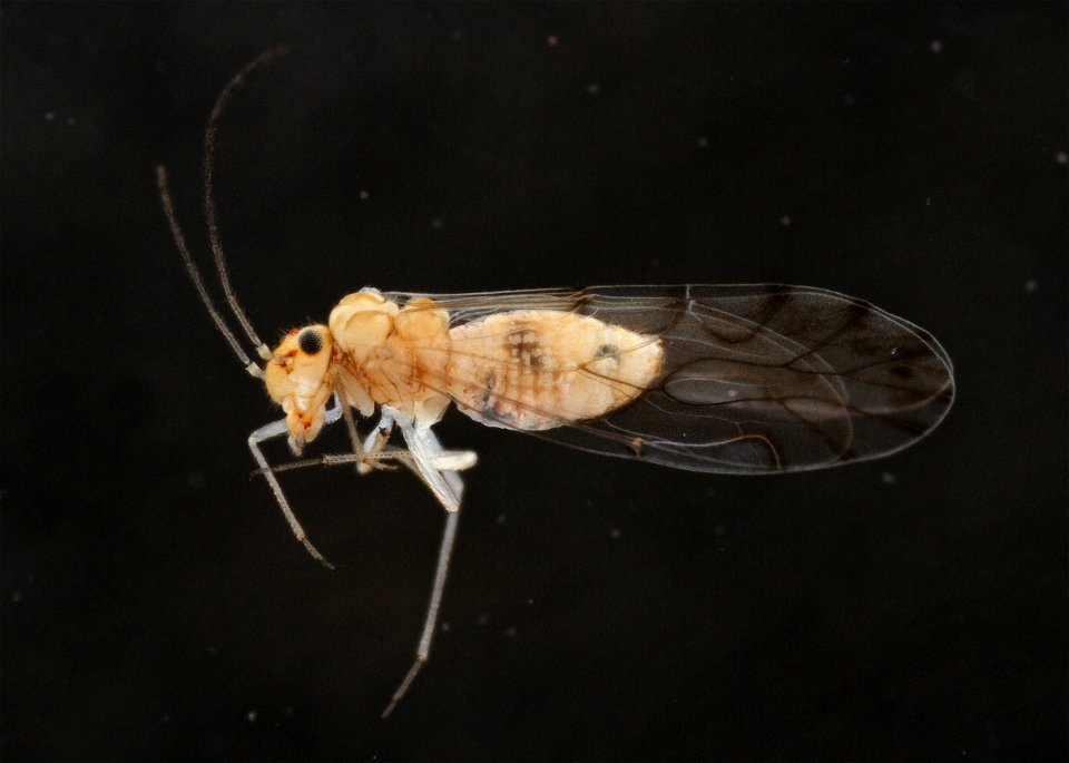 Lachesilla texana
