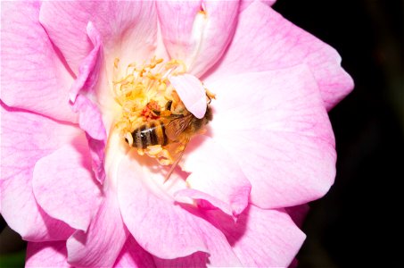 European honey bee on flower (Apis mellifera, Apidae)