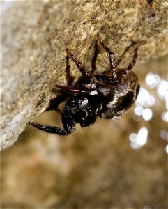 Twinflagged jumping spider (Anasaitis canosa, Salticidae) photo
