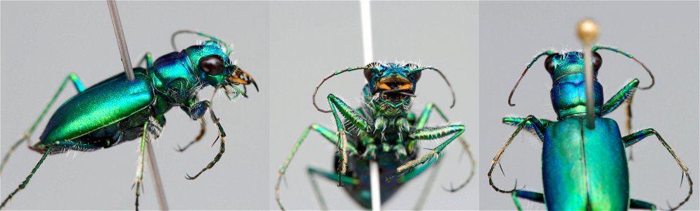 Festive tiger beetle (Cicindela scutellaris) photo