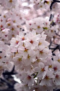 Spring pink blossom