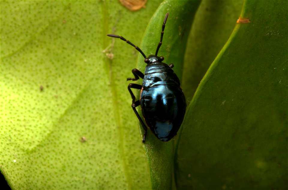 Heteroptera nymph (Hemiptera)