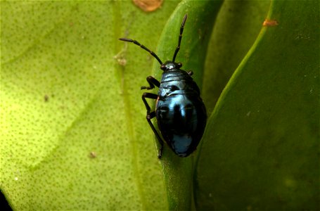 Heteroptera nymph (Hemiptera) photo
