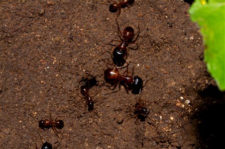 Camponotus sansabeanus soldiers and minors (Formicidae) photo