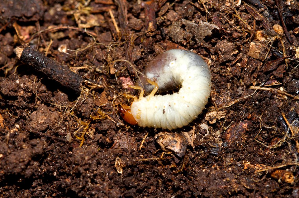 Beetle larva struggling to get upright (Coleoptera)