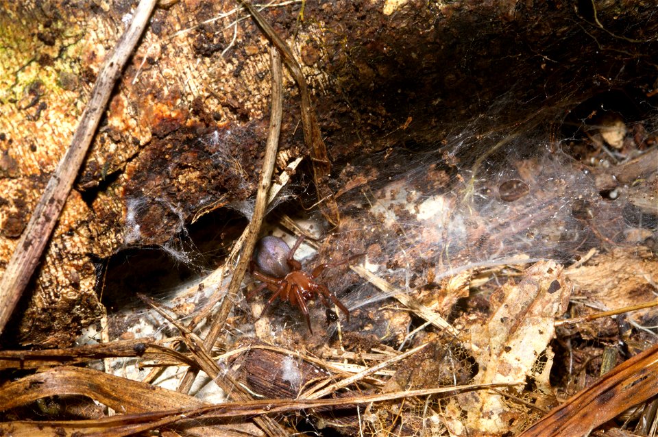 Spider under log (Arachnida, Araneae)