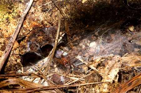 Spider under log (Arachnida, Araneae) photo