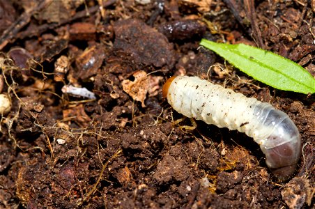 Beetle larva (Coleoptera) photo