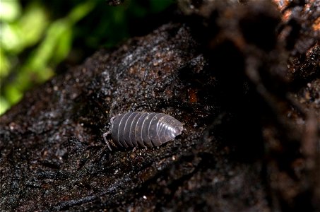 Woodlouse (Isopoda, Oniscidea) photo